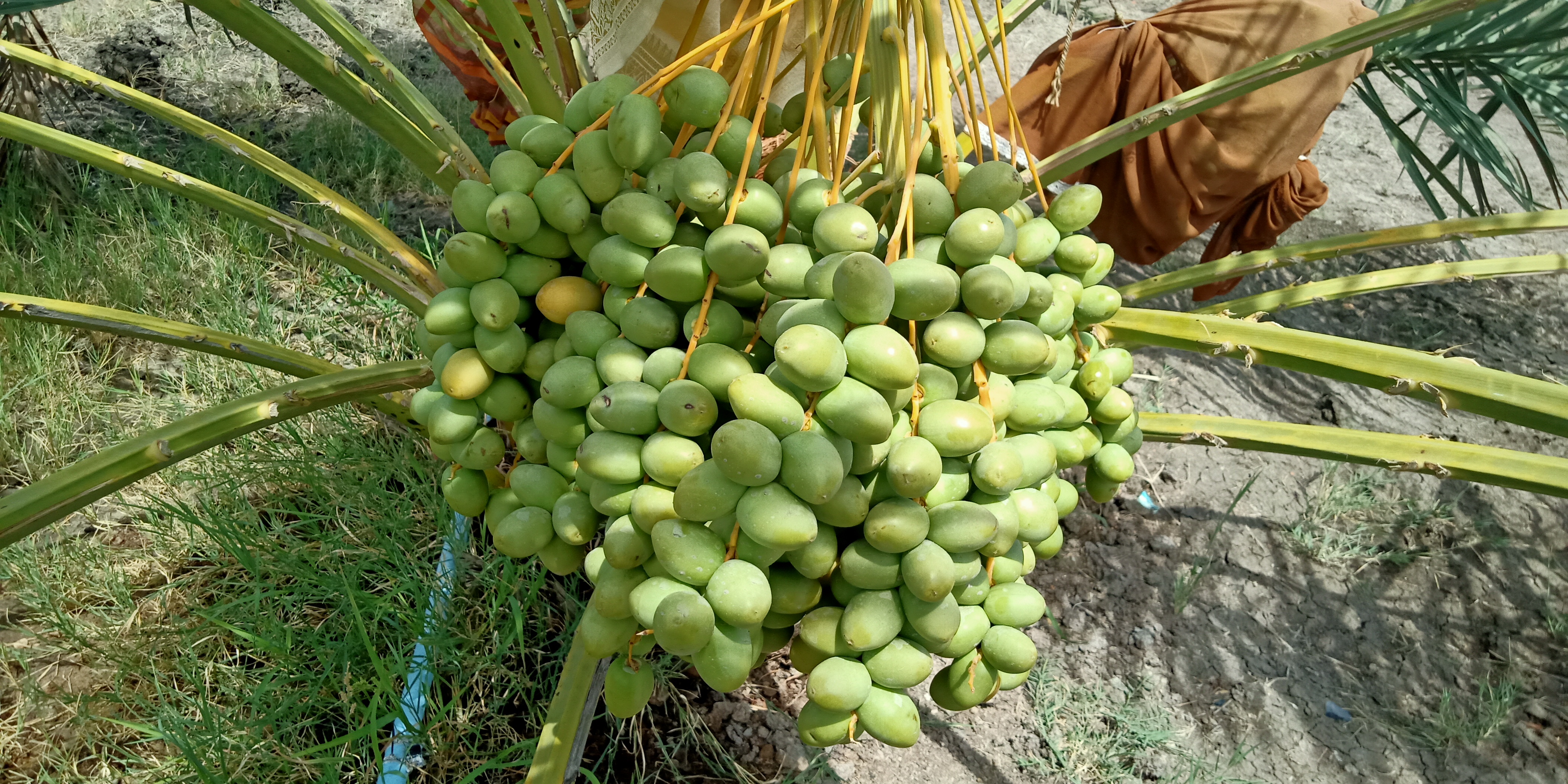 Barhi Dates